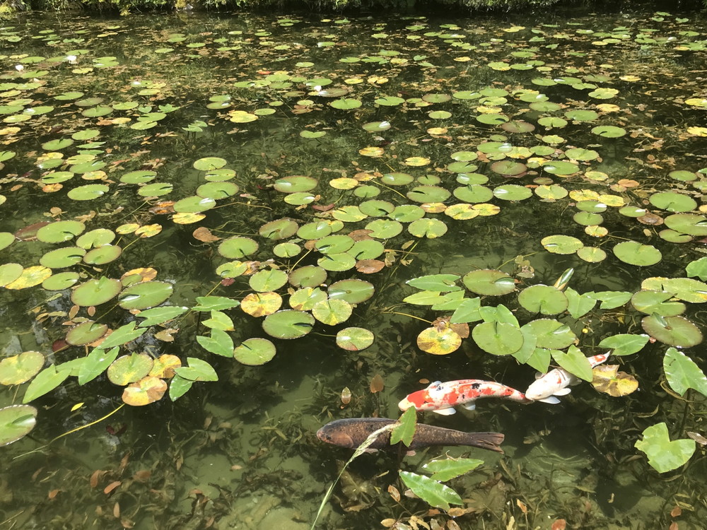 蓮の葉が浮く池