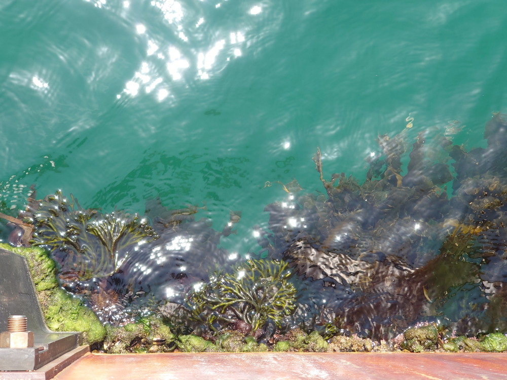海藻の写真